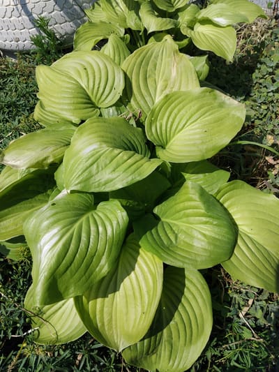 This media file is a close-up, overhead shot of a cluster of large, vibrant green hosta leaves. The leaves are broad and ovate with prominent, parallel veins running from the base to the tip. The surface of the leaves is slightly glossy, reflecting the sunlight and creating bright highlights in some areas. The plants are growing in a garden setting, surrounded by darker green foliage and some dry grass and twigs. In the lower left corner, a section of a light-colored, patterned paving stone is visible, suggesting the edge of a pathway or patio.
The lighting indicates it is daytime, likely sunny, as evidenced by the strong highlights and shadows on the leaves. The overall impression is one of lush, healthy plant growth. The location context provided is Bila Krynytsia, Ukraine, which, combined with the garden setting, suggests an outdoor scene in a residential or public garden area. There is no text visible in the image.