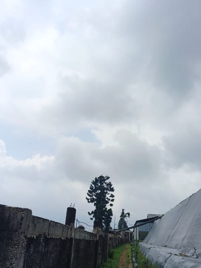 The image depicts an outdoor scene in Uato Carabar, Timor-Leste, under an overcast sky. A weathered concrete wall, composed of multiple sections and showing signs of discoloration, extends from the lower-left foreground towards the mid-distance on the left. Exposed rebar protrudes from the top of a cylindrical concrete structure behind the wall. Parallel to the wall, a narrow, unpaved dirt path with green vegetation on its edges leads into the distance. To the right of the path, a small, dark waterway or trench is visible. On the right side of the frame, a large, sloped structure covered with a light-colored tarp or fabric, possibly white or light grey, extends from the mid-right foreground into the background. In the midground, several tall, dark green coniferous trees, possibly pine, rise prominently, with the largest tree positioned centrally. Further along the path and behind the trees, additional structures with corrugated metal roofs and utility lines are discernible. No individuals are present, and no actions or interactions are depicted.