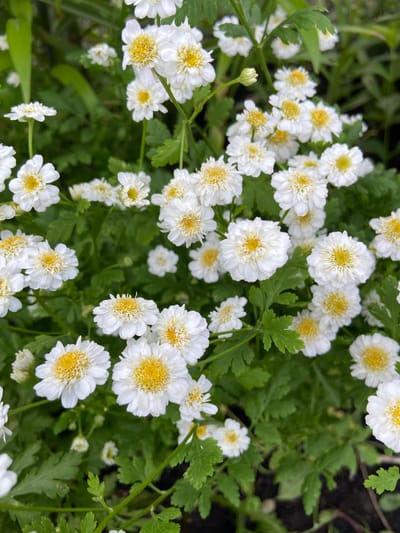The image displays a close-up, overhead view of a dense cluster of white flowers with yellow centers, interspersed with green foliage. The flowers are small and appear to have multiple delicate white petals surrounding a tightly packed yellow disc. Some flowers are fully open, revealing their intricate structure, while others are partially open or appear as buds. The foliage is lush and green, with some leaves showing serrated edges. The background is a blur of green and dark brown, suggesting the flowers are growing in a garden or natural setting. There are no people or discernible human activity in the image. The scene is static and focuses solely on the botanical subject matter. There is no information present within the image to indicate the location is the city of Mrakovo, Russia.