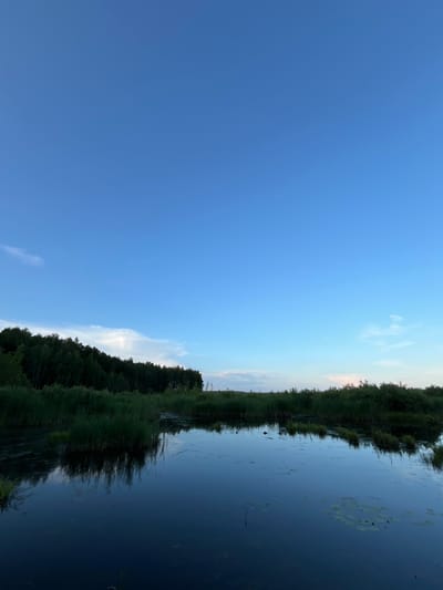 The image depicts a tranquil marshland scene under a vast, clear blue sky, likely taken at dusk or dawn. The foreground is dominated by dark, still water reflecting the sky and surrounding vegetation. Patches of tall green reeds and grasses emerge from the water, with some areas of lily pads visible. In the middle ground, a dense line of dark green trees forms the horizon, separating the marsh from the sky. The overall atmosphere is serene and natural. The location is identified as the city of Нагорный, Russia. There are no people or animals visible in the image.