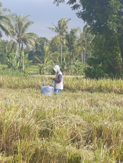 A man in a grey hooded sweatshirt and blue pants stands in a field of tall grass in Arjasa, Indonesia. He is holding a large grey bag. He is looking down at the ground. The field is surrounded by trees. The sky is partly cloudy.  The coordinates (-7.772, 114.139) indicate a location in Arjasa, Indonesia, which is a rural area with many fields. The man is likely working in the field, possibly harvesting crops.