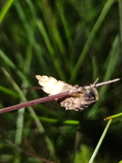 A close-up, vertical, outdoor shot shows a deceased insect on a thin, brown stem. The insect is oriented horizontally, with its head to the right. Its body is segmented and appears light brown and cream-colored. A brightly lit, yellowish, segmented abdomen is visible on the left side of the insect. The background is out of focus, consisting of blurred green grass and other foliage. The scene is situated in an unspecified location within the city of Kurovo, Russia.