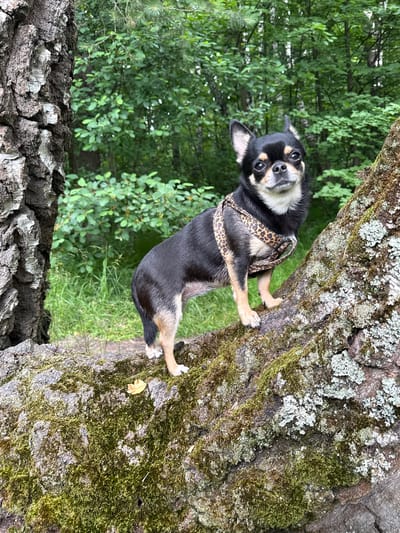 A small black and tan chihuahua dog is perched on the side of a large tree trunk, looking up and to the left with its head tilted. The dog is wearing a leopard-print harness. Its paws are gripping the textured bark of the tree, which is covered in patches of green moss and grey lichen. In the background, out of focus, is a lush green forest with dense foliage. The lighting suggests it is daytime, possibly overcast. The scene conveys a sense of a dog enjoying an outdoor activity in a natural setting. There is no visible text in the image.