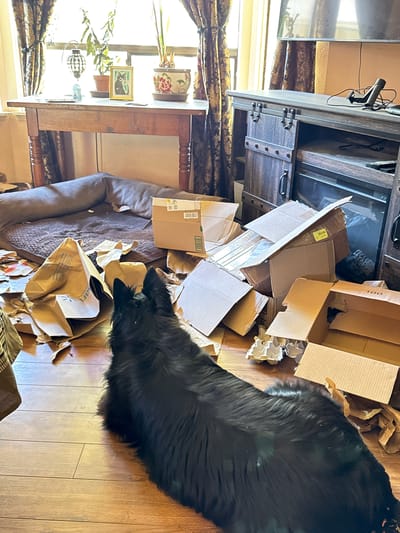 In a domestic interior, possibly a living room, a black German Shepherd dog is positioned on a wooden floor, with its head and back clearly visible. The dog appears to be looking at a mess of scattered cardboard boxes and packing paper spread across the floor, originating from an open large brown cardboard box. A large, grey dog bed is situated behind the dog. To the left, a wooden table stands against a window with patterned curtains. On the table are plants in pots, a framed picture of a cat, and a decorative lantern. To the right, a dark wood entertainment center with sliding barn doors is visible, housing a television and an electric fireplace insert. The scene suggests a recent event involving the dog and the boxes, likely in a residential setting within the city of Graham, United States of America.