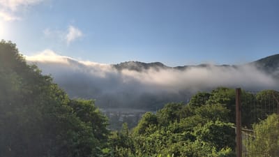 The image depicts a misty mountain landscape with dense green foliage in the foreground. A low-lying bank of white clouds or fog stretches across the mid-ground, partially obscuring the dark green slopes of the mountains behind it. The sky is clear and a bright blue, with a bright light source, possibly the sun, visible in the upper left corner, casting a glare on the left side of the image and illuminating the clouds. In the valley below the fog, faint structures and what appear to be power lines are visible. The foreground is dominated by lush, green trees and bushes, with a chain-link fence and a rusty metal post visible on the right side of the image, suggesting a boundary or overlook. The overall impression is a serene, natural scene, likely captured in the early morning. The location is identified as Prigorodny, Russia, suggesting a mountainous or hilly region within or near that city. There are no people or animals visible in the image.