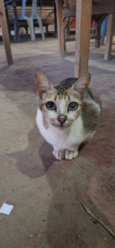 A cat with green eyes and tabby markings is sitting on a concrete floor. The cat's fur is a mix of white, gray, and brown. It is looking directly at the camera. In the background, there are wooden table legs and chairs. The scene appears to be indoors, possibly in a restaurant or market. The lighting is dim, casting a shadow of the cat on the floor. There are a few pieces of white paper and a dried leaf on the floor near the cat. The location is Meunasahmesjid, Indonesia.