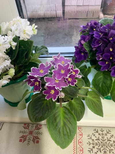 This media file features a close-up, top-down view of several potted African violet plants, likely situated on a windowsill in Yamаnovo, Russia. The plants display a variety of blooms and foliage. One plant showcases deep purple flowers with vibrant yellow centers. Another plant features striking violet flowers with white, ruffled edges, also with yellow centers. A third plant displays clusters of delicate white flowers. The plants have lush, green, velvety leaves.

The scene is set indoors, with a window to the left reflecting a blurred, gridded pattern, possibly from blinds or a textured glass. To the right, a textile with a repeating folk-art pattern of snowflakes and geometric borders is visible, suggesting a decorative element in the room. The lighting appears to be natural, coming from the window, indicating it is daytime. There are no people or specific activities depicted, the focus is solely on the flora. The overall impression is one of domestic tranquility and natural beauty. No visible text is present in the image.