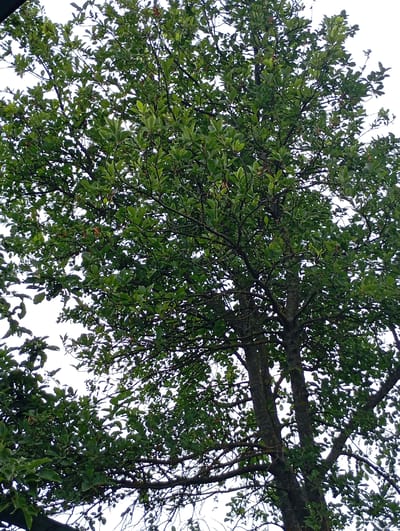 The image shows a dense, leafy tree canopy against a bright sky. The tree has a thick trunk with dark, rough bark, and many branches spread out, covered in numerous green leaves. Some of the leaves appear to be variegated, with lighter edges. The foliage is so thick that it obscures much of the sky, creating a dappled effect. The overall impression is of a mature tree in a natural or park-like setting. There are no people or obvious man-made structures visible in the immediate vicinity of the tree. The lighting suggests it is daytime, possibly overcast or late afternoon, given the soft light. The image does not provide specific indicators of its location within Krasnoarmeysk, Russia, beyond being an outdoor scene.