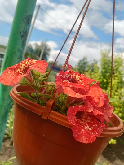 A close-up, low-angle shot captures a hanging flowerpot filled with red and yellow speckled petunias against a bright blue sky with scattered white clouds. The terra cotta pot is suspended by two braided brown cords. A thick, weathered green pole is visible on the left side of the frame, angled towards the sky. In the background, out-of-focus green foliage and hints of a fence suggest an outdoor, possibly garden or yard setting. The image appears to have been taken in the city of Pervomayskoye, Russia.