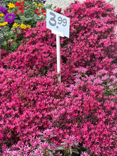 The image displays a close-up view of a dense cluster of small, pink flowers, likely sedum, covering the majority of the frame. The flowers have a star-like shape with pointed petals and are tightly packed together, creating a vibrant carpet of color. Interspersed among the pink flowers are darker, almost black foliage, providing a contrasting texture. In the lower left quadrant of the image, a variety of other flowers are visible, including red, yellow, and purple blossoms, along with green foliage.
A white price tag is affixed to a thin white stake that extends into the floral arrangement. The tag is angled and partially obscured by the flowers. Visible on the tag is the number "3.99" in dark gray text, with the "3" being the most prominent.
The overall impression is of a garden or a display of potted plants. The lighting suggests it could be daytime, with the bright colors of the flowers indicating good visibility. No people are present in the image. The scene appears to be focused on the natural beauty and abundance of the flowering plants, with the price tag indicating a retail context. The presence of multiple flower types suggests a diverse plant selection.