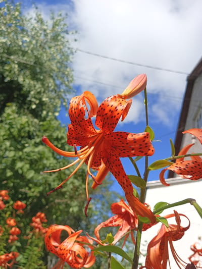 The image displays a close-up view of several orange lilies with dark spots, likely in a garden setting. The lilies are vibrant and detailed, with their petals unfurling. In the background, a blurred green tree and a bright blue sky with white clouds are visible. A portion of a building, possibly a house, with a white wall and brown trim, is also present. The overall impression is one of a sunny day with blooming flowers. The prompt mentions the city of Shumerlya, Russia, but this specific location cannot be visually confirmed from the image itself.