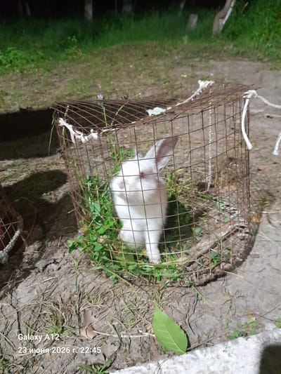 This media file depicts a white rabbit inside a rusty wire cage. The cage is situated outdoors, on the ground which is covered with dirt and dry grass. Some green vegetation is also present within and around the cage. The background shows more grass and the uneven terrain of the ground. A white rope is attached to the cage. The lighting suggests it might be dusk or nighttime, with the scene illuminated by artificial light. The overall mood is somber. The visible text in the image reads "Galaxy A12 23 июня 2026 г. 22:45". This is likely a timestamp and device identifier. The location context of Kara-Köl City, Kyrgyzstan, places this scene in a specific geographical setting, though no explicit visual cues within the image confirm this location.