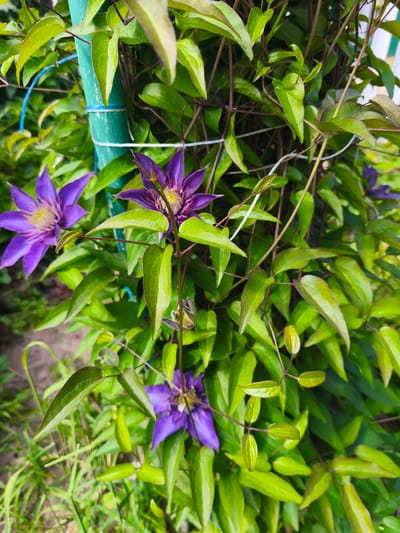 This is a close-up, eye-level, outdoor, natural light photograph of a vibrant purple clematis vine growing on a green support pole in a garden. The vine is lush with numerous green leaves and three prominent purple clematis flowers in bloom. Two of the flowers are fully open, displaying their delicate petals and intricate stamens, while a third flower is partially open. The support pole, painted green, is visible on the left side of the frame, secured by blue and white ties. The background consists of more foliage and a hint of what appears to be soil and grass, suggesting a garden setting. No people or animals are present in the scene. The image appears to be taken in a domestic garden in Puchezh, Russia, given the context provided.