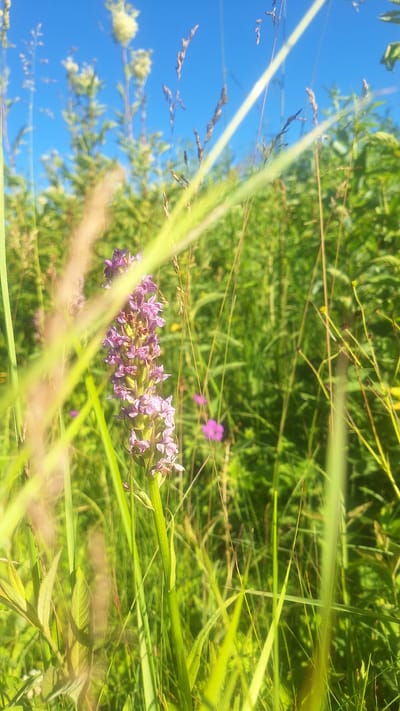 The image depicts a close-up view of purple wildflowers in a natural setting. The flowers are clustered on a stem and appear to be in bloom, with smaller buds at the top. The background is a lush green expanse of vegetation, suggesting a meadow or field. The sky is a vibrant blue, indicating a clear day. Several blades of grass and other plant stalks are in the foreground, some in sharp focus and others blurred, creating a sense of depth and framing the flowers. The lighting suggests it is daytime, likely sunny. There are no people or specific objects visible, only the natural elements of flora. The image evokes a feeling of peacefulness and the beauty of nature. The location context is Aviekste, Latvia. There is no visible text in the image.