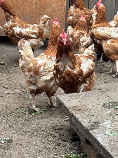 A group of brown and white chickens are gathered in a dirt enclosure. The chickens have red combs and wattles. The enclosure appears to be outdoors, with a wooden structure in the background. The ground is covered in dirt and scattered with some green vegetation. One chicken in the foreground is facing the camera, its head tilted slightly. The image is taken from a slightly low angle. The location is not specified in the image.