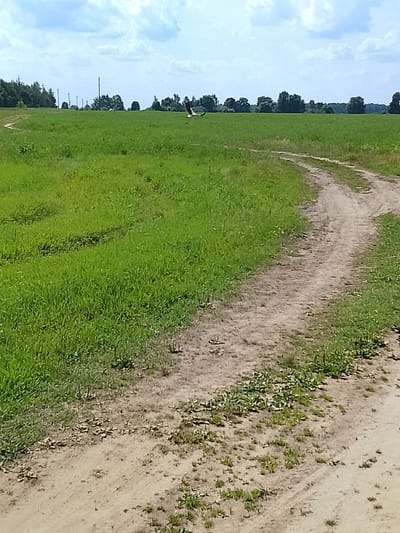 The image captures a rural landscape under a partly cloudy sky. In the foreground, a dirt path winds through a vibrant green field. The path is well-worn, with tire tracks visible in places. The field itself is lush and appears to be some type of crop or tall grass, dotted with small white flowers in some areas.
In the mid-ground, the field stretches towards a line of trees that marks the horizon. Several utility poles are interspersed among the trees, indicating the presence of infrastructure. A striking feature in the middle ground, slightly to the right, is a white bird in flight, with its wings outstretched. This bird appears to be a stork, a common sight in Belarus.
The overall impression is one of a peaceful, natural setting on a clear day. The scene is devoid of human figures. The location is identified as the village of Патоцкі сельскі Савет, Belarus.