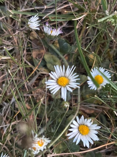 The image shows a close-up view of daisies growing in a grassy area. There are at least six daisies visible, some in full bloom and others in various stages of development. The petals are white, surrounding a yellow center. The daisies are growing among blades of grass and some dead leaves. The location appears to be outdoors, likely in a field or a park. No people or indications of human activity are visible. The lighting suggests either early morning or late afternoon. The scene is in Wiener Neustadt, Austria.