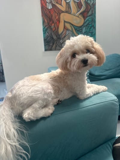 A small, cream and white coated dog with trimmed fur is depicted lying on a teal upholstered sofa or chaise. The dog's head is turned towards the camera, making direct eye contact, with dark eyes and a black nose. Its body is mostly visible, with its tail extending towards the lower left. In the background, a plain white wall is present, featuring a vibrant, framed artwork mounted centrally. The artwork portrays a stylized, partially nude female figure with warm skin tones, holding a silver Moka pot. This figure is set against swirling organic patterns rendered in red, orange, green, and teal hues. The overall setting is an interior residential space. No individuals are present. The image lacks specific visual cues to identify a precise location within Fort Lauderdale, United States.