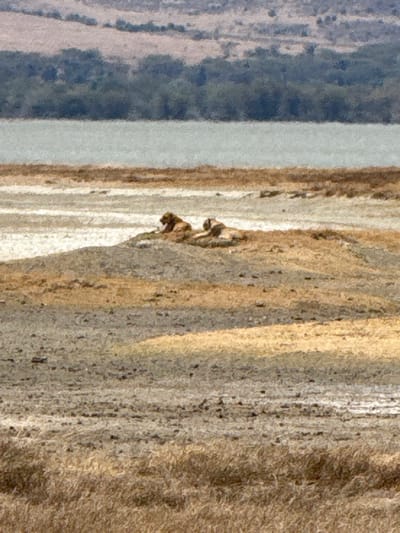 The image depicts two adult lions resting on an elevated, dry earth mound in Ilturot Lorkereyan, Tanzania. The lion on the left is partially visible, appearing to be lying down, while the lion on the right is fully prone. The immediate foreground shows dry, light brown grass and sandy earth. In the midground, beyond the mound, are patches of light-colored, possibly wet or reflective ground, leading to a body of calm, light grey-blue water. The background features a dense band of dark green vegetation, likely trees, followed by hazy, light-toned hills or mountains under a pale sky. No human subjects or manufactured objects are present.