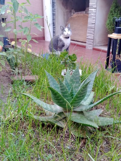 This image depicts an outdoor domestic scene in Villa Ballester Noroeste, Argentina. The foreground is dominated by a large aloe vera plant with thick, variegated green leaves, surrounded by green grass and patches of soil. In the midground, a grey and white domestic cat with blue eyes and a dark collar sits upright on the edge of the grassy area, looking upwards and slightly to the right. Behind the cat, a small succulent plant is visible in a white pot, and several tall, leafy green plants grow to the left. The background features a reddish-brown tiled patio area. To the left, a light pinkish-brown wall segment and a white column are present. To the right, a building facade displays grey and white striped tiling on one side and a rough concrete finish on the other, with visible signage reading "LAPRIDA SRL" within an alcove. A black lantern rests on a wooden stand next to a green shrub.