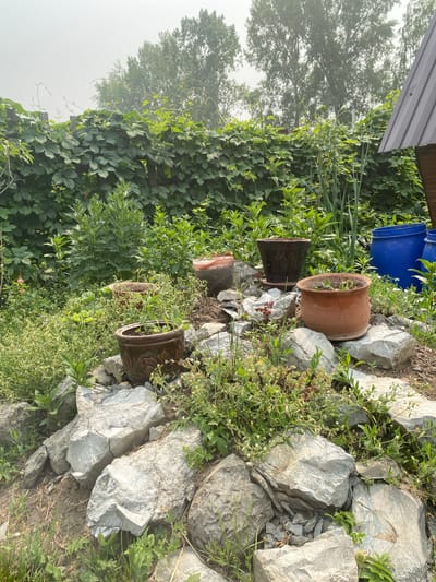 In a misty, outdoor setting, possibly in Tartatat, Russia, a rustic garden scene unfolds. A wooden fence, draped with lush green foliage, forms the backdrop. Several potted plants, some containing seedlings, are arranged on a bed of grey rocks. Among these planters is a dark brown ceramic pot with an embossed floral pattern, and a cracked terracotta pot. Behind the potted plants, large blue barrels are visible, along with the sloped metal roof of a structure. Tall green plants, some with prominent seed heads, grow in the background, interspersed with trees. The ground is a mix of soil and scattered smaller rocks, with grass and weeds growing around the larger stones. The overall impression is one of a humble, outdoor cultivation area.