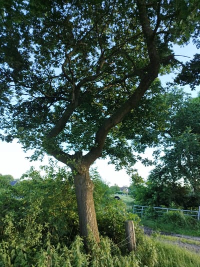 A tree with a thick trunk and spreading branches is centrally located in the image. The tree is surrounded by lush green foliage and vegetation. In the background, a metal fence runs horizontally across the scene, bordering a grassy area. Beyond the fence, a dirt path leads into the distance. A large, dark object, possibly a tire or a boulder, is visible in the middle ground to the left of the fence. In the far background, a building with a dark roof can be seen, along with what appear to be several cows grazing in a field. The sky is clear and blue, indicating daylight. The scene is set in Schiffdorf, Germany.