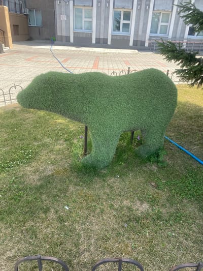 In the city of Achinsk, Russia, a topiary sculpture of a bear, made of green artificial turf, stands on a patch of grass. The sculpture is situated in front of a light-colored building with several windows. A blue hose snakes across the ground from the right side of the image, extending towards the left, where it connects to a green watering device positioned on a paved area. The paved area is patterned with rectangular blocks and has orange lines interspersed. A metal fence runs along the bottom and left sides of the image, partially obscuring the grass and the sculpture. Pine branches are visible on the right side of the image, hanging over the scene. The overall environment appears to be an outdoor public space, possibly a park or the grounds of an institution.