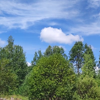 The image depicts a view of a forest with a bright blue sky and scattered white clouds. The foreground is dominated by lush green trees, with a variety of foliage types visible. The trees extend towards the horizon, creating a dense treeline. A single, fluffy white cloud is prominent in the upper center of the sky. The scene appears to be a natural landscape, possibly in a rural or undeveloped area. There is no indication of any urban elements or structures that would place it specifically within the city of Khokhlyata, Russia. The image is a still, natural scene with no people or animals present.