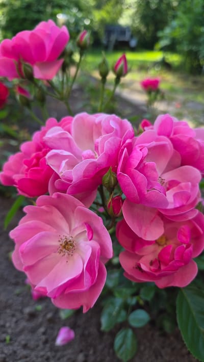 A close-up, vertical, medium shot captures a cluster of bright pink roses in bloom. The flowers exhibit a vibrant fuchsia hue, with some petals displaying lighter pink tones. Several rose buds are visible, some partially open and others tightly closed, hinting at future blooms. The roses are set against a blurred background of green foliage, suggesting an outdoor garden setting. In the distance, a hint of what appears to be a dark, rustic structure or vehicle can be discerned amidst the greenery, though it is out of focus. The foreground consists of dark soil, with a single pink petal lying on its surface. The lighting suggests it is daytime, with soft natural light illuminating the scene. The image does not contain any individuals or identifiable landmarks specific to Ļūbaste, Latvia.
