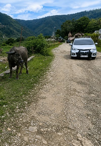 A dark-colored water buffalo stands on a grassy verge beside a rough, gravelly road that curves away into the distance. The buffalo is facing left and appears to be tethered, with a rope around its muzzle. In the background, a silver SUV is parked on the road, facing away from the viewer. Further down the road, a darker vehicle is also visible. The surrounding environment is mountainous, with lush green trees covering the slopes. A few small buildings are scattered in the middle ground. The sky is blue with scattered white clouds. The scene appears to be a rural or semi-rural area in Sosor Dolok, Indonesia.