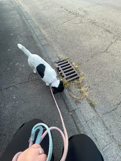 A small, white dog with a black heart-shaped patch on its side is sniffing the ground near a storm drain on a cracked asphalt surface, likely a sidewalk or road edge. The dog is wearing a pink collar and is attached to a pink leash, which is held by a person whose legs, clad in black pants, are visible at the bottom of the frame. The person is also holding a blue and white loop of leash. The storm drain is dark metal with rectangular openings and is surrounded by dry grass and some weeds. The environment appears to be an urban setting, possibly in Wiehl, Germany, given the typical urban infrastructure. The lighting suggests it is daytime, with the sun casting shadows.
