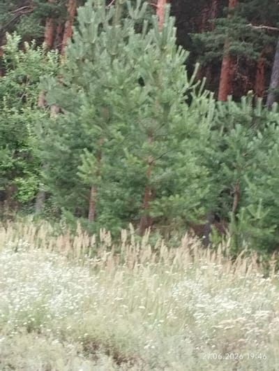 The image depicts a natural scene in Zerendi, Kazakhstan, featuring a dense forest of pine trees in the background. In the foreground, there is a meadow filled with tall grasses and small white flowers. The lighting suggests it is late afternoon or early evening, as indicated by the date and time stamp "27.06.2026 19:46" visible in the lower right corner of the image. No people or animals are visible in the frame. The environment appears to be undisturbed and characteristic of a rural or wild natural setting.