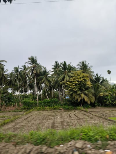 This vertical shot captures a lush, tropical landscape in Glee Gogo, Indonesia, under an overcast sky. The upper third of the image is dominated by a uniform, light gray sky, indicating a cloudy or diffused light day.
The midground features a dense collection of tall coconut palm trees with their characteristic long, slender trunks and large, fanned fronds. These trees create a thick line stretching across the frame, varying in height and lean. Interspersed among the coconut palms are other types of tropical foliage, including a patch of trees with lighter, yellowish-green leaves that stand out against the darker greens of the palms.
In the foreground, a muddy agricultural field, likely a rice paddy, stretches across the width of the image. The soil is dark brown and appears wet, with visible ruts and patterns suggesting recent tilling or preparation. Small patches of standing water are present in the field. On the far right, a small section of brighter green vegetation or young plants is visible within the field, possibly a nursery bed or an area where growth has started. The very bottom of the frame shows blurred green and brown elements, suggesting the photo was taken from a moving vehicle. There are no people visible, nor any discernible text. The scene depicts a quiet, fertile rural area.