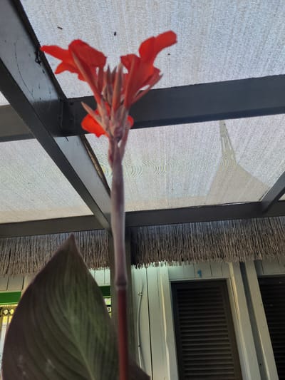 The image shows a close-up of a vibrant red Canna Lily flower blooming under a sunshade. The flower stalk extends upwards, topped by several red petals, some of which are unfurling. A large, dark green leaf of the same plant is visible in the foreground, partially obscuring the view. The background features a textured, light-colored sunshade stretched across a dark metal frame. Below the sunshade, a thatched roof overhang is visible, leading to a pale blue building with louvered windows. The overall setting appears to be outdoors, possibly a patio or garden area. The image was taken in Trachoni, Cyprus.