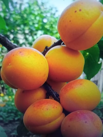 The media file is a close-up, eye-level shot of a cluster of ripe apricots hanging from a tree branch. The apricots are primarily orange and yellow, with some showing hints of red blush. They vary slightly in size and shape, with a characteristic suture line visible on some. Small brown speckles are visible on the skin of a few of the fruits. The background is a soft blur of green foliage and some brighter spots that might be flowers or sunlight filtering through leaves. The image suggests a natural, outdoor setting, likely a garden or orchard. The lighting appears to be natural daylight, possibly mid-morning or afternoon, given the brightness and color saturation. The focus is sharp on the apricots, highlighting their texture and vibrant colors. The overall impression is one of freshness and abundance, typical of a fruit harvest. No people, text, or specific weather conditions are discernible. The location context provided is Qorowul, Uzbekistan, which aligns with the imagery of fruit trees and a rural or agricultural environment.