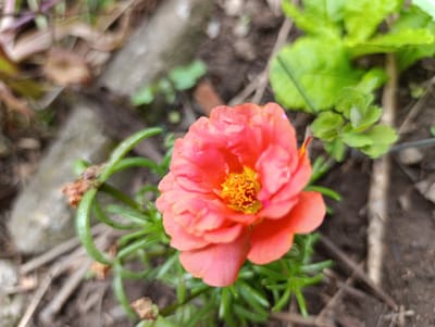 The scene depicts a single, vibrant coral-orange flower in an outdoor garden setting in Nikolichevtsi, Bulgaria. The flower is positioned centrally, exhibiting multiple layers of delicate, somewhat ruffled petals. Its center is a dense cluster of bright yellow-orange stamens and pistils, with a slight accumulation of dew or moisture visible among them. Surrounding the base of the flower are numerous small, succulent-like, cylindrical green leaves, typical of a moss rose (Portulaca grandiflora). Several thin, green stems are also visible, extending from the main plant. Interspersed among the green foliage are a few dried, brown, shriveled plant structures, possibly remnants of old buds or spent flowers. The ground consists of dark brown soil, with various pieces of lighter brown organic debris, such as small twigs and dried leaves. The background is significantly blurred, indicating a shallow depth of field. Visible blurred elements include out-of-focus patches of green foliage, brown organic matter, and lighter greyish shapes, possibly stones or larger debris, consistent with a natural, unmanicured garden environment. No human subjects or animals are present.