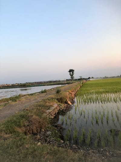 This image depicts a rural landscape, likely a rice paddy field, in Sentul, Indonesia. A dirt path runs along the left side of the frame, bordering a body of water with visible ripples. To the right, a vibrant green rice paddy stretches into the distance, with rows of young rice plants standing in shallow water that reflects the sky. The sky itself is a pale blue, transitioning to a lighter hue towards the horizon, suggesting it is either early morning or late afternoon. In the background, a scattering of buildings and vegetation can be observed, with a lone, distinct tree standing out in the middle ground. The overall scene is serene and natural, characteristic of agricultural areas.