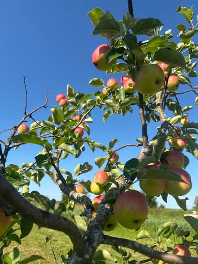 A close-up, low-angle shot shows ripe red and green apples hanging from the branches of an apple tree against a clear blue sky. The tree is laden with fruit, with many apples visible on various branches, some partially obscured by green leaves. The bark of the branches appears rough and textured, with some patches of lichen. In the background, a green grassy field extends into the distance, with a hint of a distant building or structure visible on the right horizon. The lighting suggests a sunny day. The image appears to be taken in Турово (Лотошинский район), Russia. There are no people or animals visible in the image.