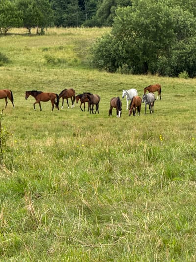 In a lush, green meadow within the city of Bendoriai, Lithuania, a herd of horses grazes peacefully. The meadow is characterized by tall, vibrant green grass, interspersed with a few yellow wildflowers, creating a picturesque natural setting. In the background, a dense cluster of mature trees, including deciduous varieties with full canopies, borders the meadow, suggesting a rural or park-like environment.
The herd consists of several horses of varying colors and sizes. A white horse stands out amongst the brown and grey horses. Some horses are actively grazing, with their heads lowered to the ground, while others are standing and observing their surroundings. Their poses suggest a relaxed and calm atmosphere, indicative of their comfort in the environment.
The lighting in the image suggests it was taken during daylight hours, possibly on a cloudy day or with the sun not directly overhead, as the shadows are not harsh. The overall impression is one of tranquility and natural beauty, showcasing the harmonious coexistence of the horses and their environment in Bendoriai.