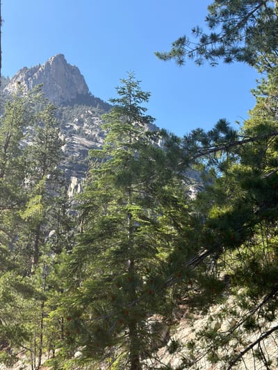 The image depicts a mountain landscape with pine trees in the foreground and a rocky peak under a clear blue sky. The pine trees are dense and green, with some pinecones visible on the branches. The mountain behind them is steep and rugged, with visible rock formations and patches of vegetation. The overall scene suggests a natural, outdoor environment. The image was taken in Kanawyers, United States.