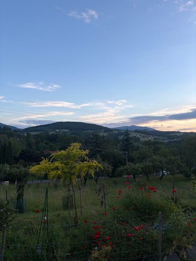The image shows a landscape view from a garden in Limanowa, Poland. The foreground features a wire fence and an abundance of green grass, with several vibrant red poppies scattered throughout. A few young trees, one with yellow foliage, are also visible, some protected by mesh netting. In the mid-ground, a dense line of mature trees forms a natural boundary, behind which a small town or village can be seen nestled amongst rolling green hills. The background is dominated by a large, forest-covered hill or mountain, with a clear blue sky overhead, featuring a few wispy white clouds. Power lines are faintly visible stretching across the upper part of the image. The overall scene suggests a peaceful, rural setting during late afternoon or early evening.