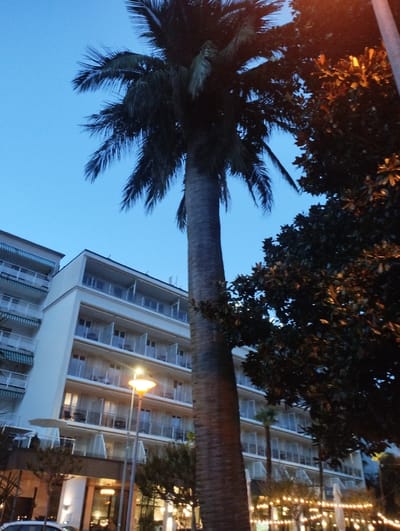 A low-angle, outdoor, full shot captures a tall palm tree in the foreground on the right, its textured trunk and fronds silhouetted against a twilight sky. To the left of the palm, a white, multi-story hotel building with balconies and awnings is visible. The building's facade features numerous windows and glass railings on the balconies. A street lamp with a yellow light illuminates the area in front of the hotel, casting a warm glow. Trees with dark green foliage, some with illuminated lights, line the street. The scene appears to be set in Muralto, Switzerland, as indicated by the context.