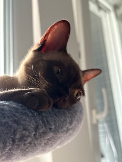 A close-up, low-angle shot features a brown cat resting its head on a grey, fluffy surface, possibly a cat bed or cushion. The cat's eyes are open and looking slightly to the right, with one eye appearing more prominent due to the angle. Its ears are perked up, and the fur is highlighted by natural light coming from the right, casting a soft glow on its face and whiskers. The background is blurred, showing vertical lines that suggest blinds or a window. The image was taken in Sohren, Germany.