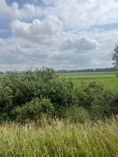 The image depicts a rural landscape under a cloudy sky. In the foreground, tall, dry grass is visible, swaying gently. Behind the grass, a dense line of green bushes and small trees stretches across the middle ground. Beyond the bushes, a large field of green crops, likely corn, extends to the horizon. A line of trees borders the far edge of the crop field, and the sky is filled with a mix of white, puffy clouds and some darker, more overcast areas. The scene appears to be in a natural, undeveloped area, characteristic of the Астроміцкі сельскі Савет in Belarus. No people or animals are present in the image.