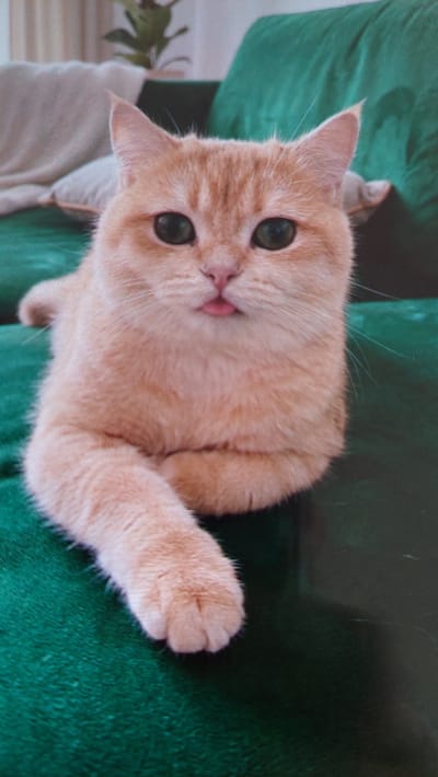 A close-up, eye-level shot captures a ginger cat resting on a plush green surface, likely a sofa. The cat, with its mouth slightly open and tongue peeking out, faces the camera directly. Its eyes are wide and green, and its ears are perked forward. The cat's front paws are crossed neatly in front of its chest, and its body is relaxed. In the background, out of focus, are light-colored pillows and a hint of a houseplant, suggesting an indoor setting. The lighting is soft, illuminating the cat's fur and features. There is no information to suggest this image is located in Büyükçekmece, Turkey.