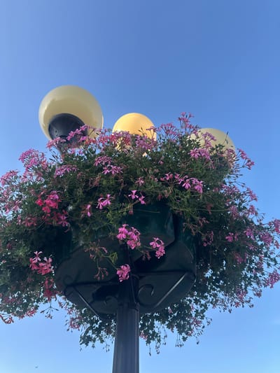 The image shows a close-up, low-angle view of a lamppost adorned with a hanging planter overflowing with pink flowers. The planter is dark green and sits atop the lamppost, which is also dark in color. Three round, pale yellow lights are visible above the planter, partially obscured by the foliage. The background is a clear, bright blue sky. The overall scene suggests a public space, likely a street or park, decorated with floral arrangements. The presence of the lamppost and street lights indicates an urban or town setting. The style of the lamppost and the flowers suggest a European aesthetic, possibly in the city of Galanta, Slovakia, known for its charming public spaces and floral displays. There are no people visible in the image.