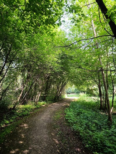A dirt path winds through a dense forest canopy in Uniejów, Poland. Sunlight filters through the lush green leaves, casting dappled shadows on the path and surrounding undergrowth. The path is slightly worn, suggesting it is frequently used. Tall trees with rough bark line the path, their branches arching overhead to form a natural tunnel. Dense green foliage crowds the edges of the path, with small yellow flowers visible amongst the leaves. In the distance, the path opens up to a brighter area, hinting at a clearing or the edge of the forest. No people or animals are visible in the image. The scene conveys a sense of natural tranquility and seclusion.