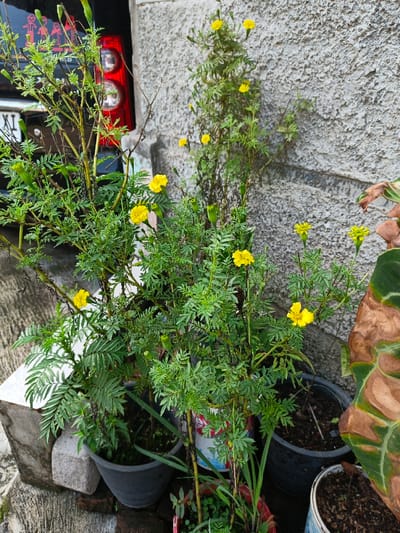 The image displays an outdoor scene in Lagadar, Indonesia, featuring multiple potted plants positioned against a light grey, textured wall. Dominating the foreground are several marigold plants (Tagetes spp.) characterized by dense green foliage and numerous small yellow flowers, with additional flower buds present. These plants are housed in dark-colored plastic pots and at least one repurposed container with visible red, blue, and white markings. To the left, partially obscured by the vegetation, is the rear section of a dark-colored vehicle, likely an SUV, showing its red taillight assembly. A partial license plate reading "9 XI" and a multi-colored decal of stylized human figures are visible on the vehicle's rear. The ground beneath the pots consists of rough concrete paving, with some pots supported by bricks. On the far right, a portion of another potted plant with large, variegated green and brown leaves is visible. No individuals are present in the scene, and no discernible actions or interactions are occurring.
