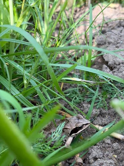 A brown frog with a dark stripe through its eye is nestled among tall green grass and dirt. The frog is in the foreground, positioned to the right of the image, with its head and front legs visible. The background consists of soil and more grass, with some dried leaves and twigs scattered on the ground. The lighting suggests it is daytime. The scene is an outdoor natural environment. There are no people or man-made structures visible.