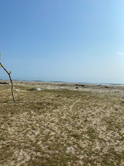 This panoramic outdoor image depicts a sandy and sparsely vegetated shoreline, likely a beach or riverbank, under a clear, bright blue sky. The horizon line, separating the sky from a calm body of water, stretches across the middle of the frame.
The upper portion of the image is dominated by the expansive, cloudless sky, indicating fair weather and daytime conditions. Below the horizon, a placid body of water, possibly the sea or a large river, extends across the left side of the scene. The water surface appears smooth and reflects the bright sky.
The right and lower sections of the image showcase a sandy terrain, characteristic of a coastal environment. This ground is sparsely covered with patches of short, green vegetation or grass. A significant amount of debris and litter, including white plastic fragments and other dark refuse, is scattered across the sand and amongst the vegetation, suggesting environmental neglect.
In the lower left foreground, a prominent bare tree branch, bearing a few newly sprouted green leaves, extends into the scene. There are no people visible, and no specific activities are taking place. The overall impression is one of a natural landscape affected by human pollution. The location context indicates this scene is in Tanjongkapai, Indonesia.